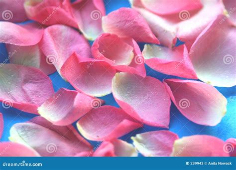 Pink Rose Petals Stock Image Image Of Dews Beautiful 239943