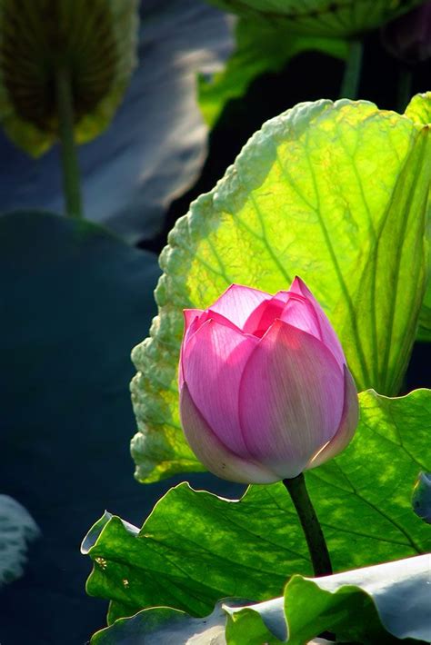 Lotus Flower Lotus Vietnams National Flower A Symbol Of Divine