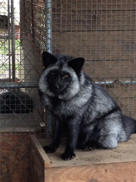 In most cases, illegal animals in north carolina consist of animals that are native to the united states, are rabies vectors, and some select potentially invasive species. Wess Exotic Animals - Skunks Foxes Raccoons - Foxes