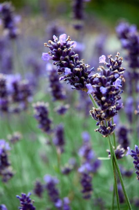 Once the lavender is planted, deeply water it every 7 to 10 days. Spring flowers - just in time to eat! - The Botanical Kitchen