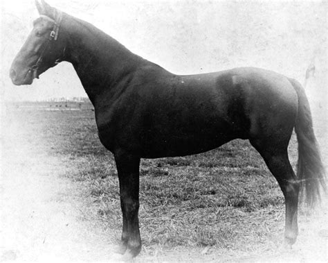 Silkwood Famous Pacer Horse On Sulky Circuit In 1890 Horses Horse