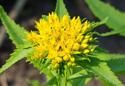 Rhodiola Uses And Benefits Protea Nutrition