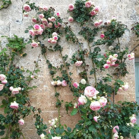 Rose Vines An Idea Rose Vines English Roses Flowers