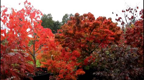 Fall Japanese Maple Tree Colors At Amazing Maples Youtube