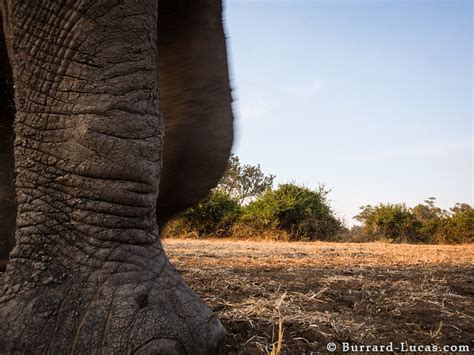 Elephant Foot - Burrard-Lucas Photography