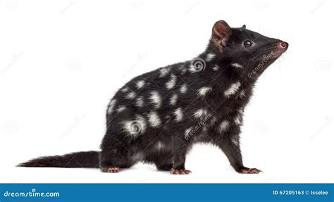 Quoll Isolated On White Stock Image Image Of Isolated 67205163