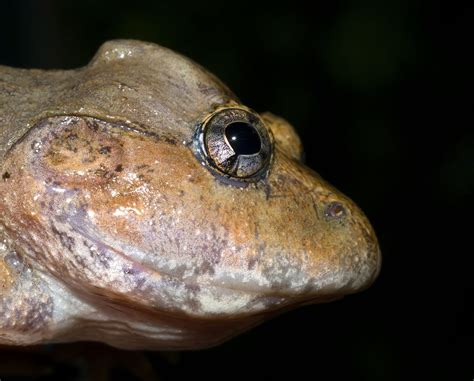 The Secret Life Of A Fanged Frog With An Enormous Head The Australian