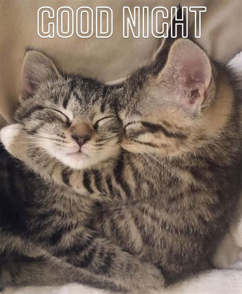 Good Night For Him Good Night Cat Dream Night Cute Good Night Good