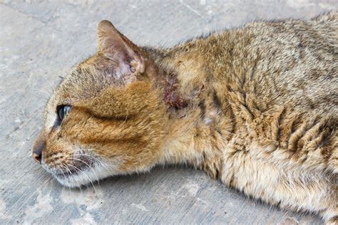 How does kidney disease affect dogs & cats? Front Leg Injury in Cats - Symptoms, Causes, Diagnosis ...