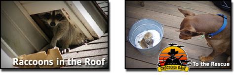 Terminix has protected homes from pests and termites for more than 85 years. Raccoon Control Removal Service « Wild Life Removal - Pest ...