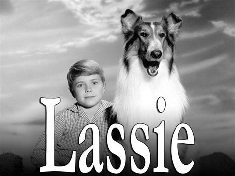 Lassie Jpeg