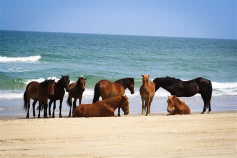 Wild Horses On The Outer Banks In North Carolina Pure Vacations