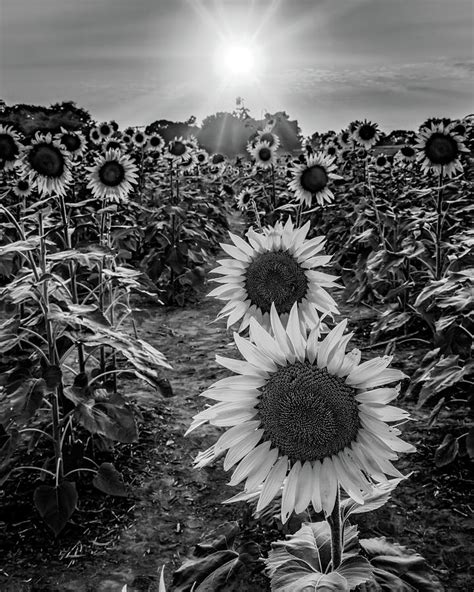 Monochromatic Sunflower Field In Black And White Lawrence Kansas