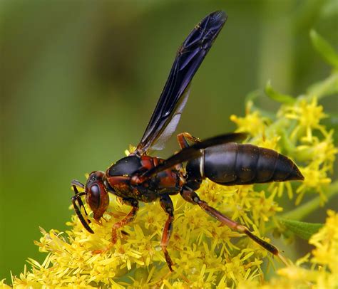 Taxonomic Adventures In The World Of Paper Wasps Polistes Vespidae