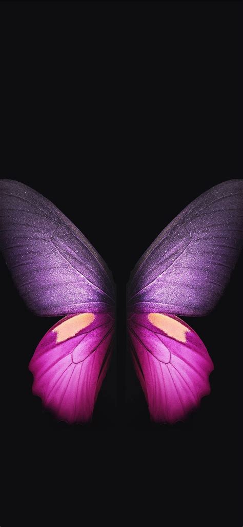 Free Wallpaper For Samsung Galaxybutterflypurplevioletinsectmoths