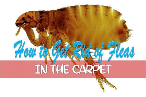 How To Get Rid Of Fleas In The Carpet Fast