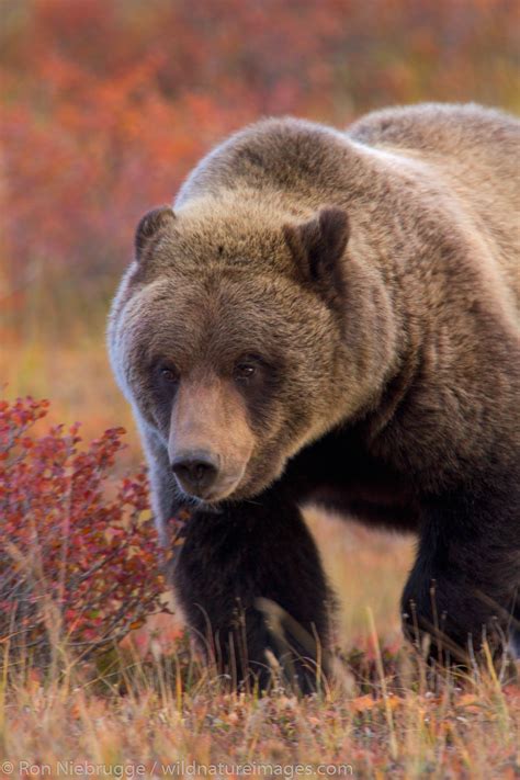 Grizzly Denali National Park Alaska Photos By Ron Niebrugge