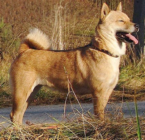Ainu Inu Hokkaido Charakter Wesen Hunde Fande