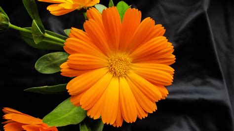 Calendula Wound Healing Properties And Benefits For Cuts Burns And More