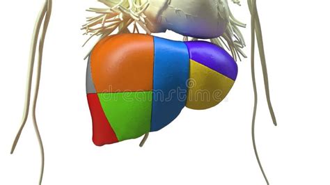 Liver Sections Human Digestive System Anatomy For Medical Concept 3d