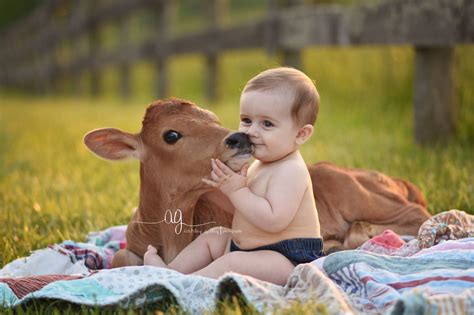 Cute Baby Cows Are Trending And One Look Is All It Takes To Fall In Love