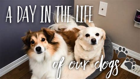 A Day In The Life Of Our Dogs Rescue Dog Vlog Youtube