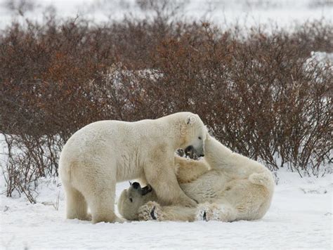 Two Polar Bears Playing With Each Other In The Tundra Canada Stock