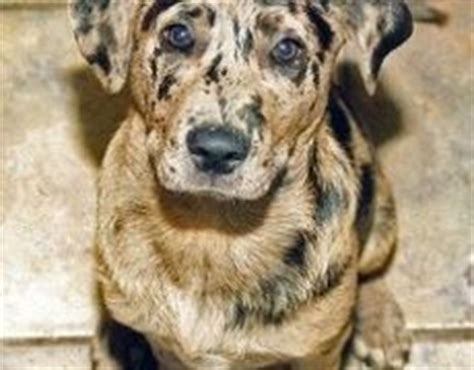 Established in 1969 the american canine hybrid club recognizes all hybrids produced from purebred ancestry, preferably registered with a recognized registration service. Aussiedor (Australian Shepherd-Labrador Retriever Mix ...