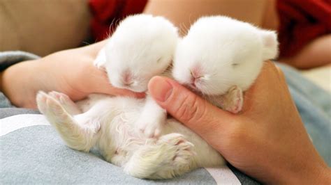 Super Cute Baby Bunnies