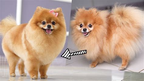 Pomeranian First Grooming Haircut With Scissor Youtube