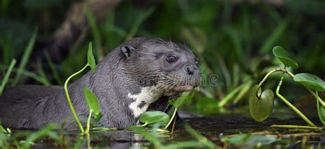 Giant Otter In The Water Giant River Otter Pteronura Brasiliensis