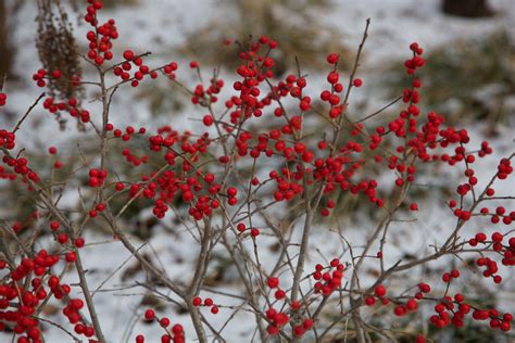 Featured Plant Red Sprite Winterberry The High Line