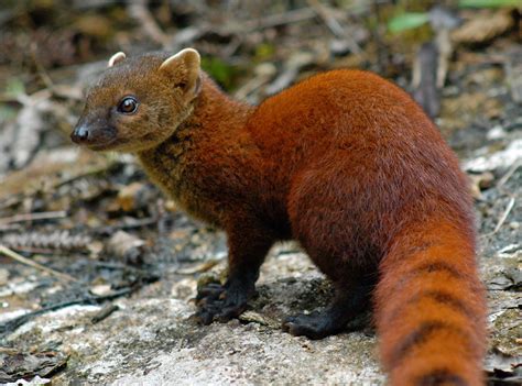 Ring Tailed Mongoose Creatures Of The World Wikia Fandom