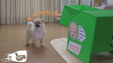 Buy plastic dog ball launcher on alibaba.com at unbeatable offers and enjoy the outcomes. DIY Automatic Dog Ball Launcher - YouTube