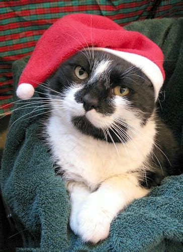 The Pet Blog Christmas Cats In Santa Hats
