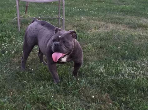 Lancaster puppies has olde english bulldogges puppies for sale. IOEBA blue Olde English Bulldogge female for Sale in ...