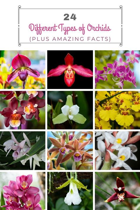 Different Types Of Orchids And Their Names