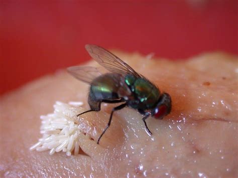 But what harm can come from a fly landing on your food? Where Do Flies Lay Eggs? - Warrington, Liverpool, Widnes ...