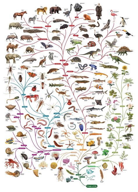 A Guide On The Evolution Of Different Species Rcoolguides