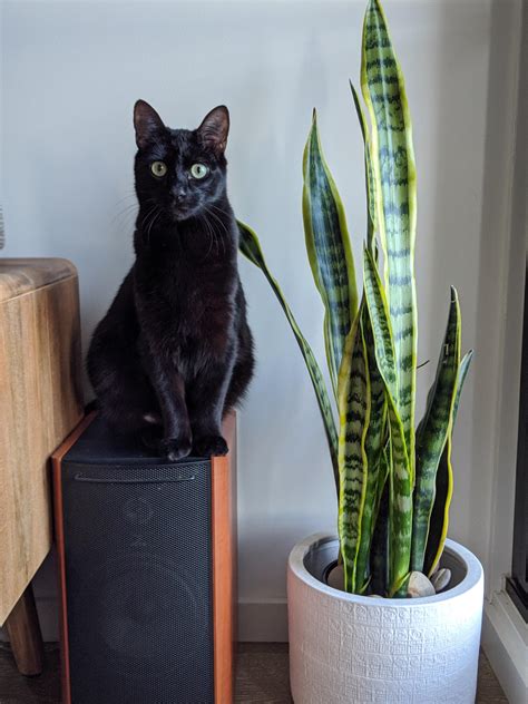 While cats will most often experience quite a mild reaction to these toxins, there are other more serious consequences. Would repotting this snake plant into a larger pot help it ...