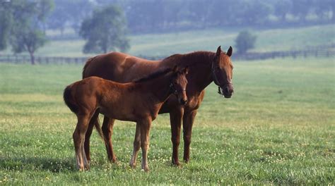 Visit Kentucky Horse Park In Lexington Expedia