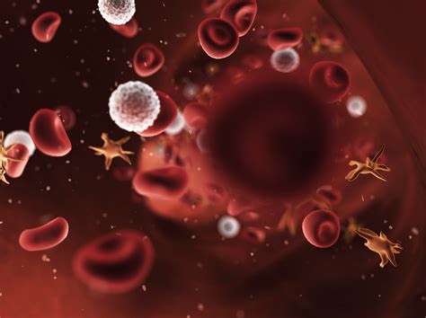 Red Blood Cells White Blood Cells And Platelets In Vein Cgi