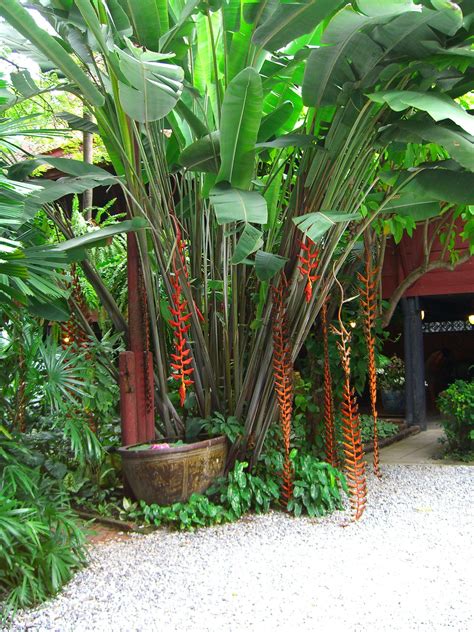 Tropical garden courtyard | Tropical landscaping, Tropical garden design, Small tropical gardens