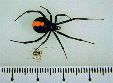 The female black widow spiders have the red marking which resemble the shape of an hourglass on the abdomen. Bibliography - By Rachel 9A