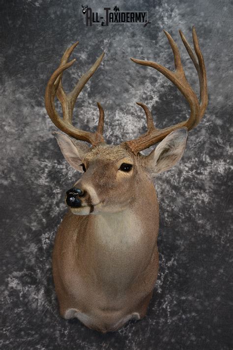 Whitetail Deer Taxidermy Shoulder Mount For Sale Sku 1511 All Taxidermy