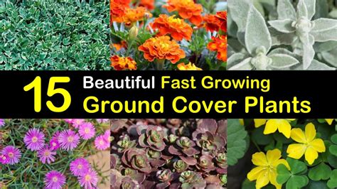 15 Beautiful Fast Growing Ground Cover Plants 2022