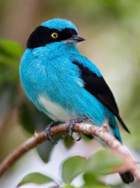 310 Best Images About Birds Blue Turquoise On Pinterest Indigo