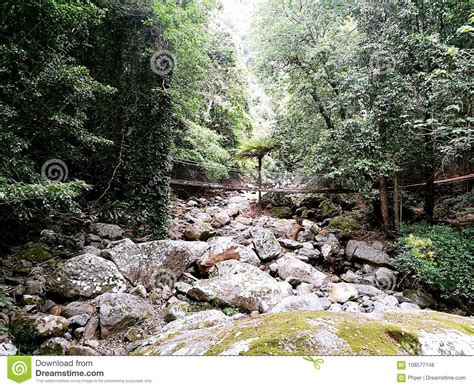 The Falls Walk Minnamurra RainforestÂ In Budderoo National Park Stock