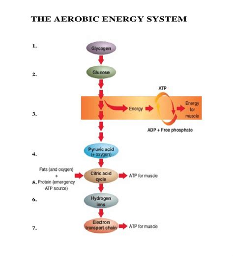 It produces 38 atp molecules per glucose, but the rate of production is medium. Fatigue, Part 4 - The Aerobic Energy System - Complete ...