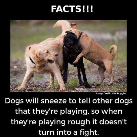 How To Train Your Puppy Dog Facts Interesting Dog Facts Fun Facts